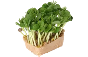 Lupine cress single
